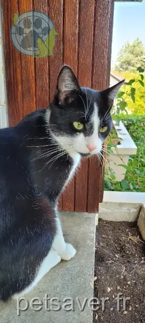 gatto reunited   21000 Dijon Mimo