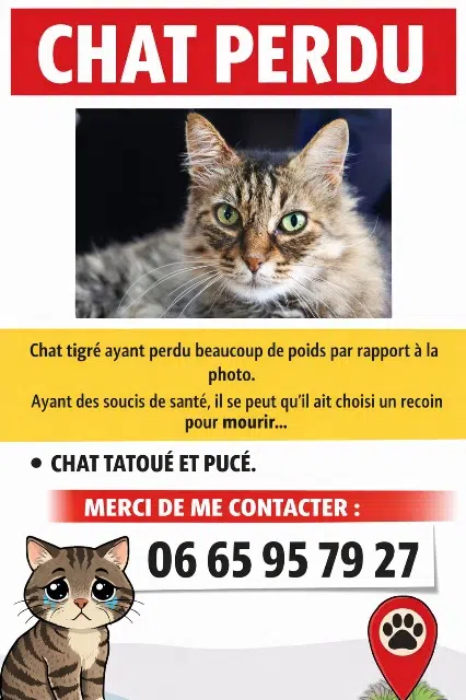 chat reunited   21000 Dijon Scrappy