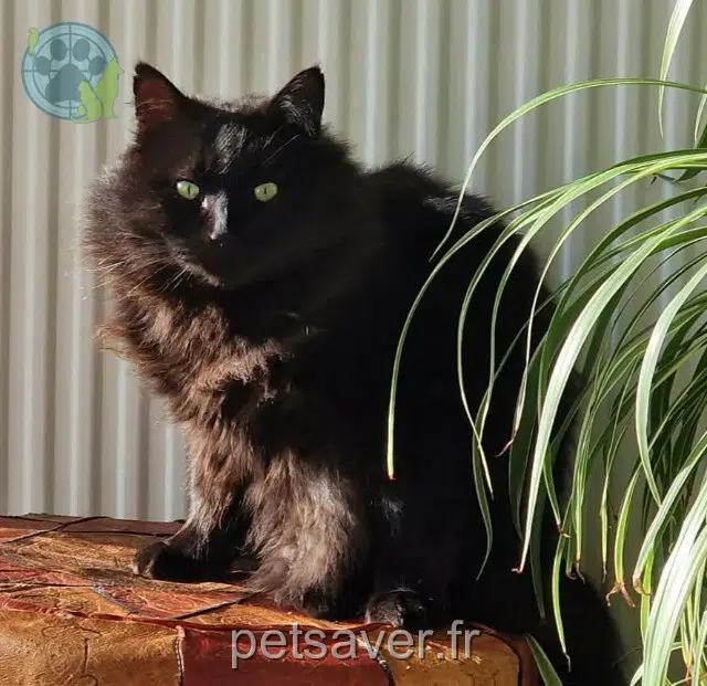 chat reunited   21000 Dijon Swiffer