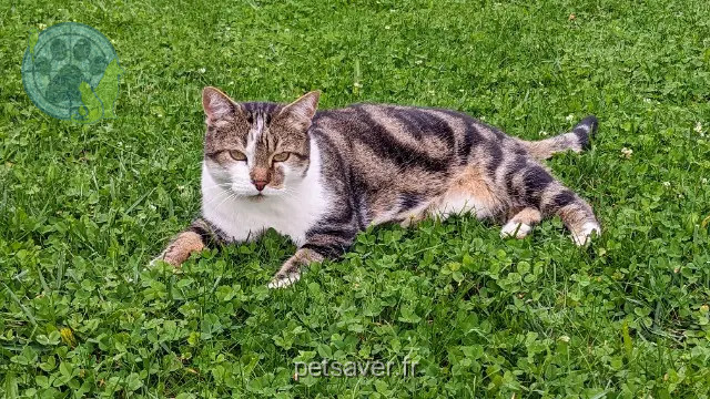 chat reunited   21120 Gemeaux Frimousse