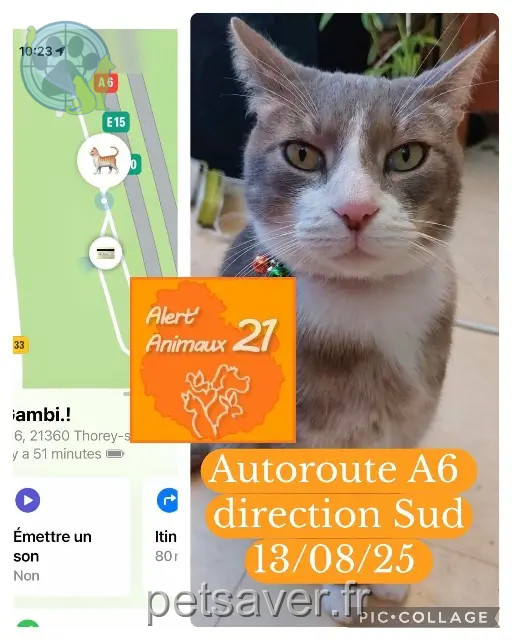 cat reunited   21360 Thorey-sur-Ouche Gamby