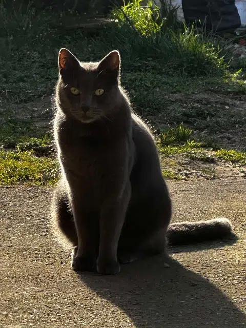 chat reunited   21170 Saint-Usage Lexa