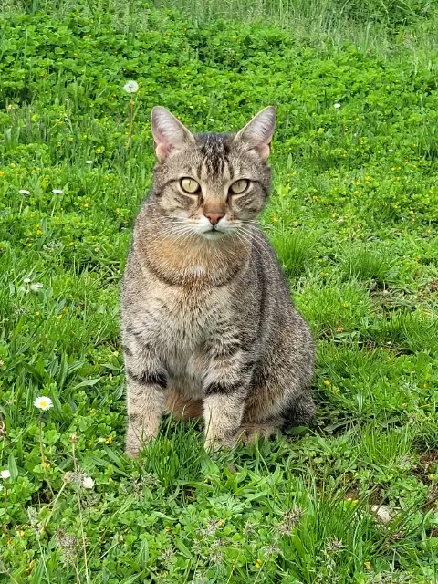 chat reunited   21700 Chaux Loki