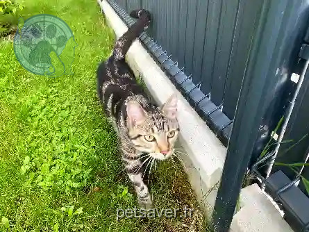 Chat Perdu 21 Côte-d'Or - Mojito