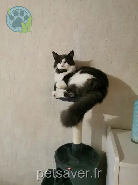 cat reunited 21130 Auxonne Moka