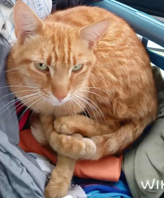 chat reunited   21270 Pontailler-sur-Saône Olko