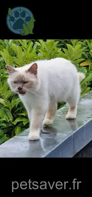 chat reunited   21200 Beaune Opium
