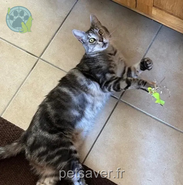 chat reunited 21210 Champeau-en-Morvan Pepito
