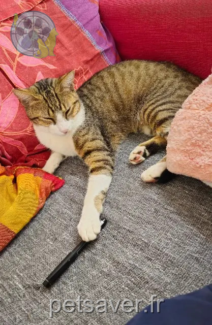 chat reunited   21310 Belleneuve Pitou