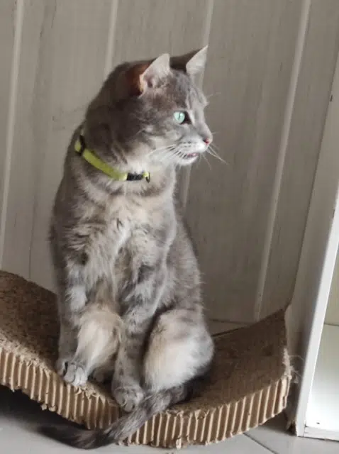 chat reunited   21190 Merceuil Rabies