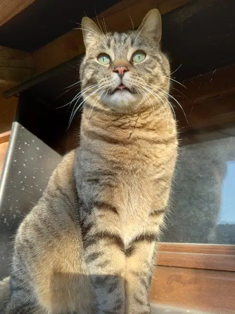 chat reunited   21700 Chaux Ralf