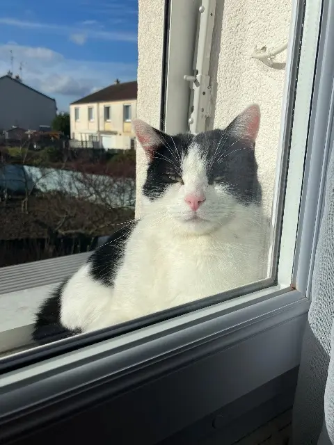 chat reunited   21850 Saint-Apollinaire Reglisse