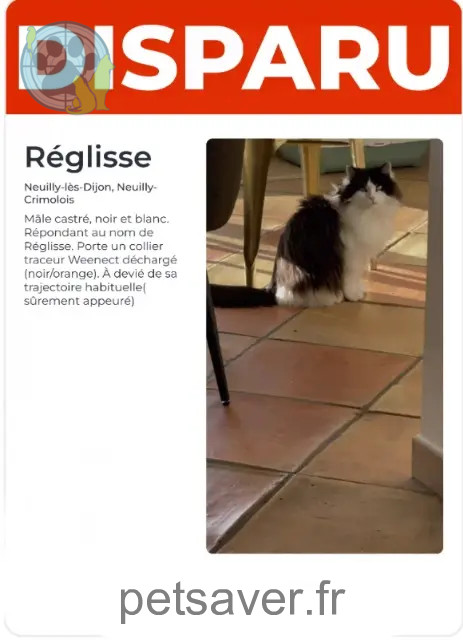 chat reunited   21800 Neuilly-Crimolois Réglisse