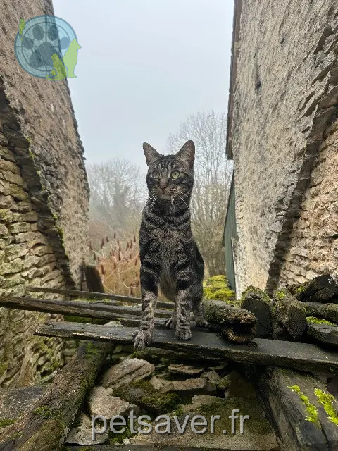 chat reunited 21440 Saint-Martin-du-Mont Salto