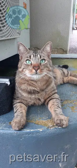 chat reunited   21600 Fénay Sam