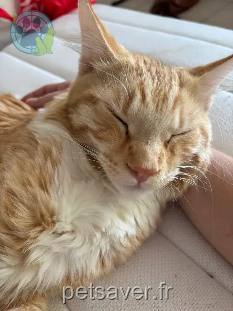 chat reunited 21300 Chenôve Simba