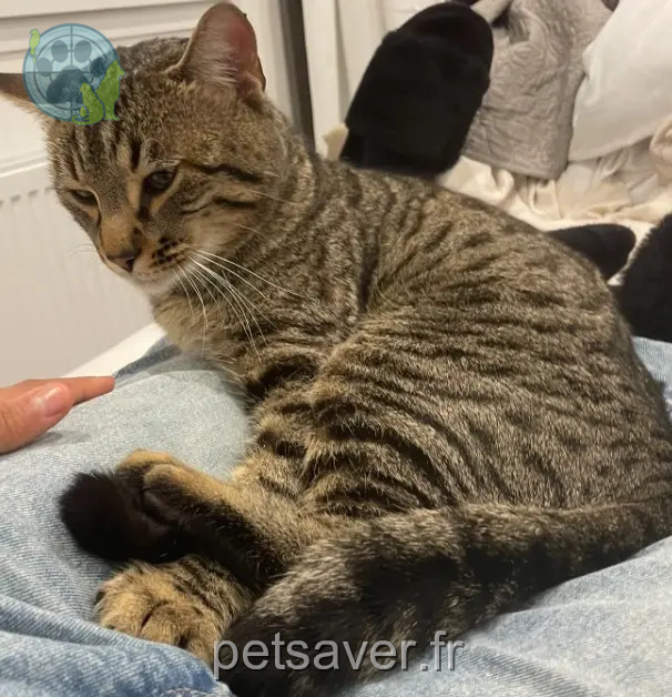 chat reunited   21850 Saint-Apollinaire Simba