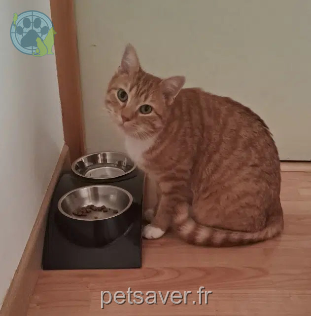 chat reunited 21110 Tart Poppy