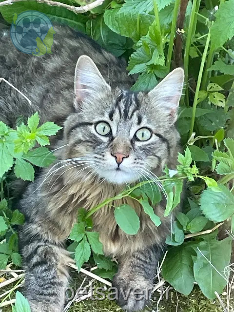 chat reunited   21560 Remilly-sur-Tille Volt