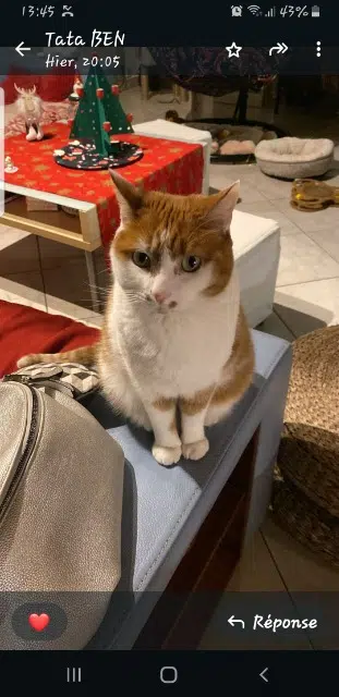 chat reunited   21200 Beaune Waio