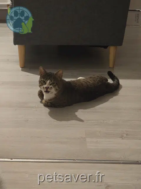 chat reunited   21600 Fénay Winnie