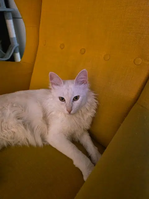 chat retrouvé 21310 Arceau Yada chat reunited 21310 Arceau Yada