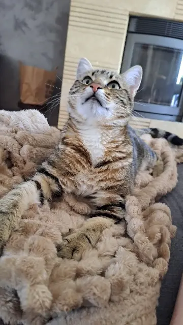 chat reunited   21820 Labergement-lès-Seurre Zebulon