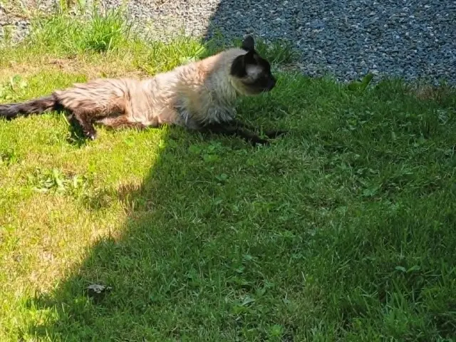 chat reunited   22390 Saint-Adrien Appolon
