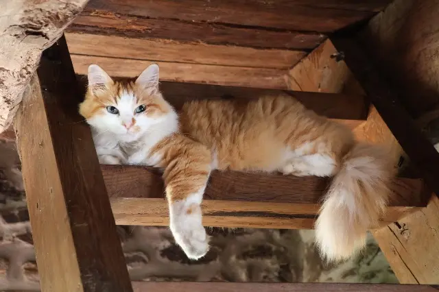 chat reunited   22120 Quessoy Berlioz