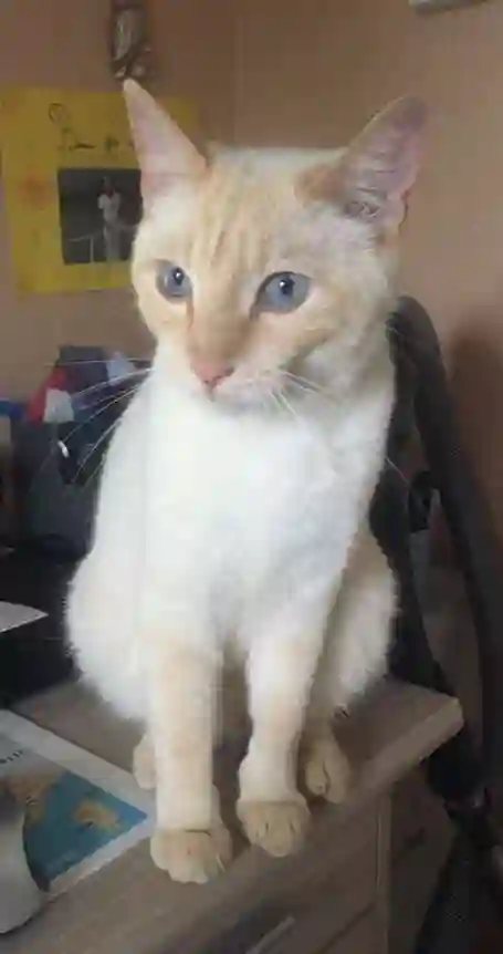 Chat Perdu 22 Côtes-d'Armor Caouënnec-Lanvézéac - Tarzan Chat Perdu 22 Côtes-d'Armor Caouënnec-Lanvézéac - Tarzan