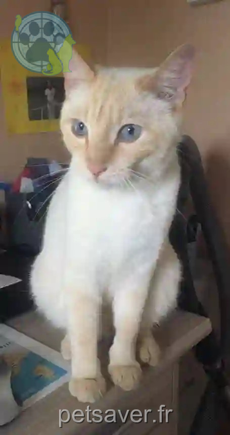 Chat Perdu 22 Côtes-d'Armor Caouënnec-Lanvézéac - Tarzan Chat Perdu 22 Côtes-d'Armor Caouënnec-Lanvézéac - Tarzan