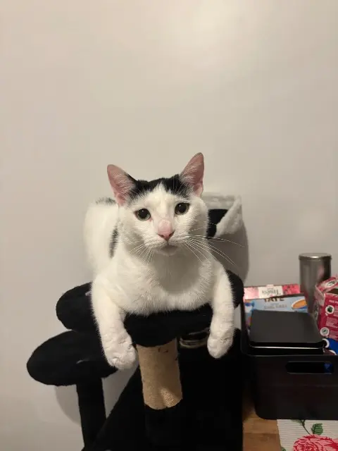 chat reunited   22170 Châtelaudren-Plouagat Totoro