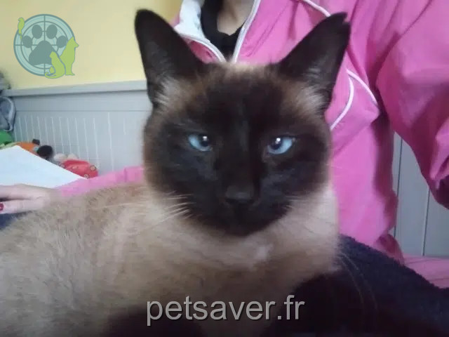 chat reunited   22300 Ploumilliau Elchapo