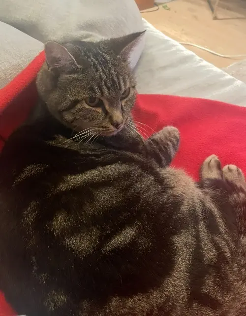 chat reunited   22200 Guingamp Gribouille
