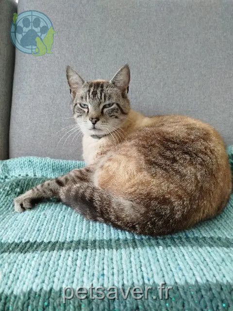 gato reunited   22300 Lannion Jasper