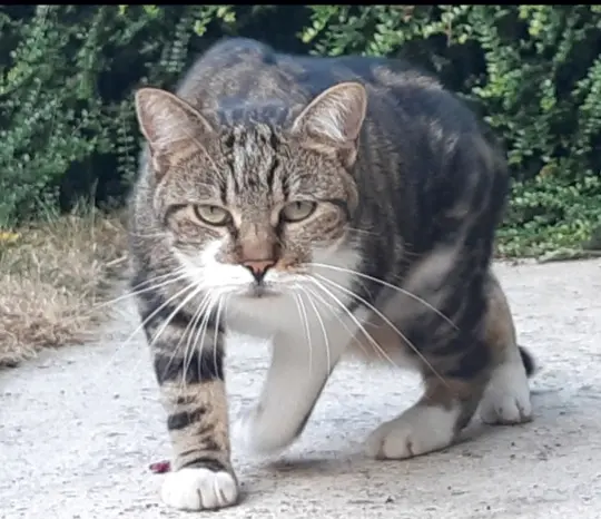 Chat Perdu 22 Côtes-d'Armor - Kovu Chat Perdu 22 Côtes-d'Armor - Kovu