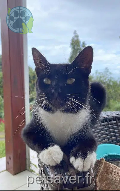 chat reunited 22400 Lamballe-Armor Yuka