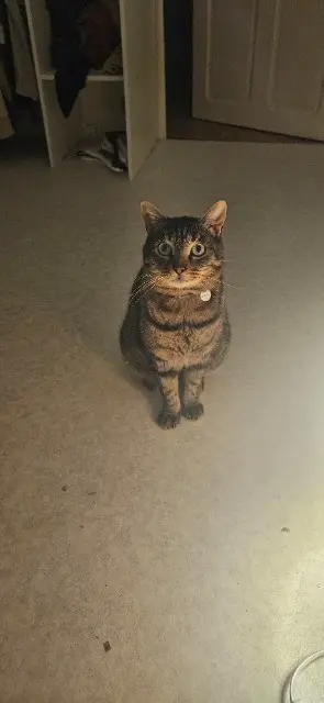 chat reunited   22330 Le Mené Khéops