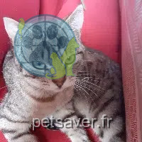 chat reunited 22780 Loguivy-Plougras Minet