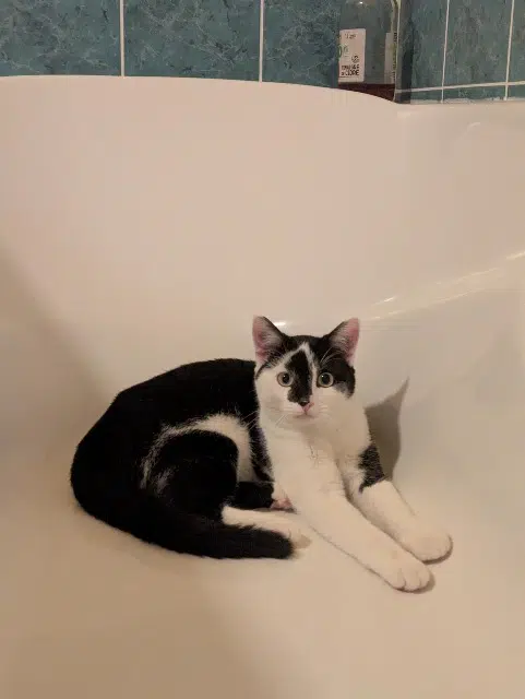 chat reunited   22300 Lannion Piccolino