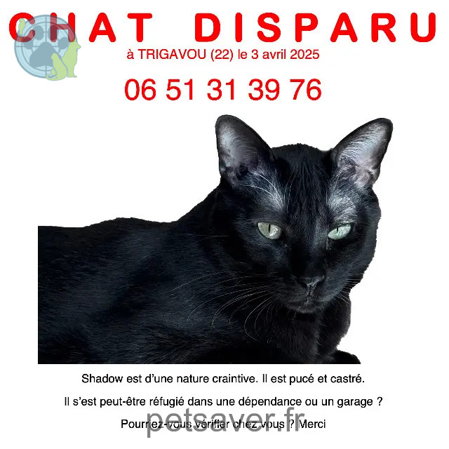 chat reunited   22490 Pleslin-Trigavou BLACK PANTHER (appelé Shadow)