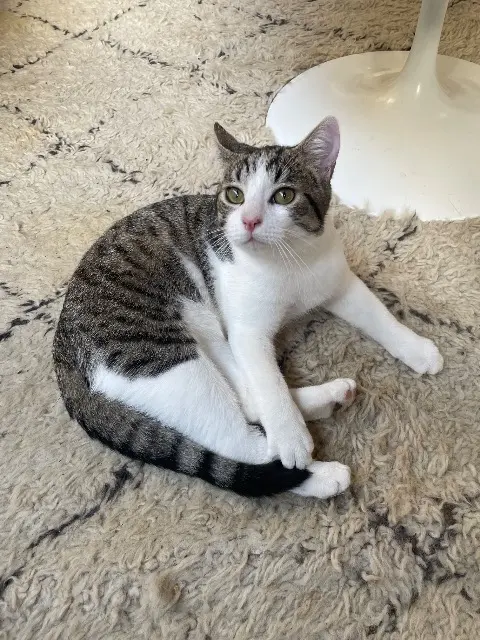 chat reunited   22150 Plœuc-L'Hermitage Plume