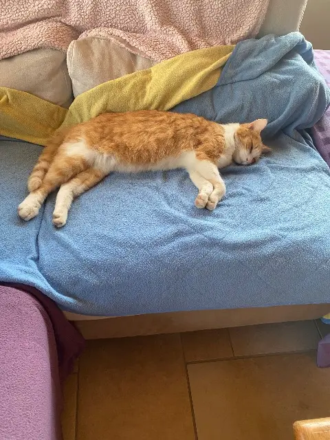 chat reunited   22610 Lanmodez Popeye