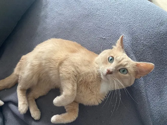 chat reunited   22100 Dinan Pououm