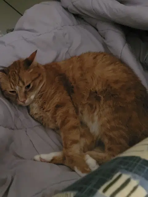 chat reunited   22600 Loudéac Rox