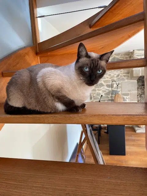 chat reunited   22700 Perros-Guirec Salem