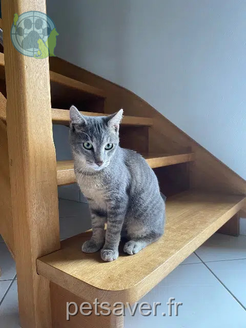 chat reunited   22200 Guingamp Taman