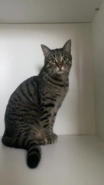 chat reunited   22450 Kermaria-Sulard Tao