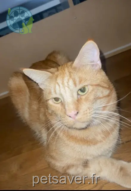 gato reunited 22600 Loudéac Teméos