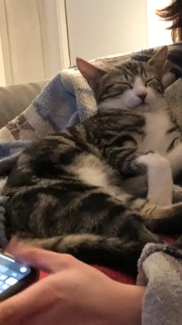 chat reunited   22830 Plouasne Tigrou